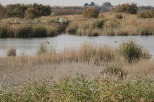 Tablas Daimiel-octubre 2011