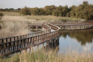 Tablas Daimiel-octubre 2011