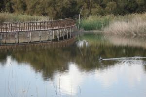 Tablas Daimiel-octubre 2011