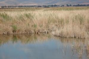 Tablas Daimiel-octubre 2011