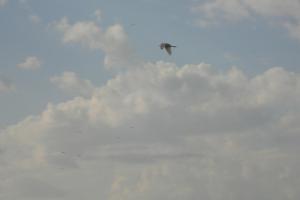 Tablas Daimiel-octubre 2011