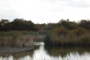 Tablas Daimiel-octubre 2011