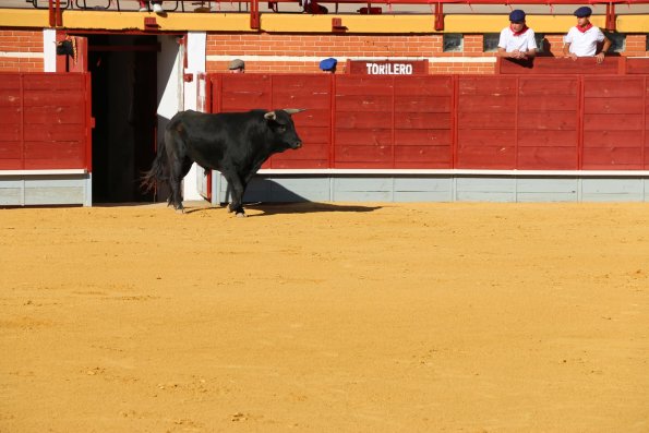 Festival Taurino en Miguelturra-2015-04-16-fuente Area Comunicacion Municipal-061