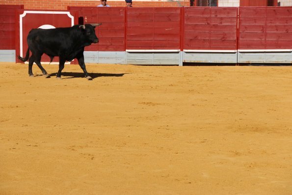 Festival Taurino en Miguelturra-2015-04-16-fuente Area Comunicacion Municipal-063