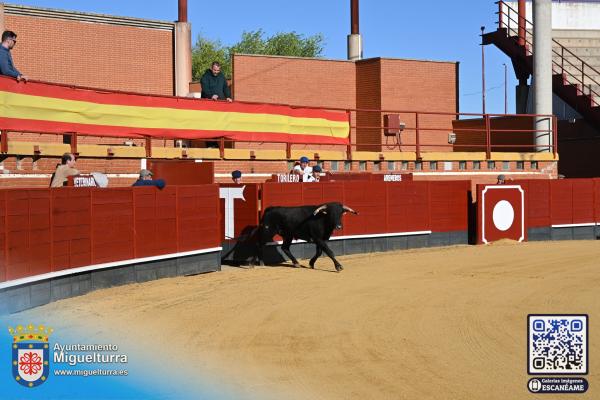 novilladamarzo20262-Fuente imagen Area Comunicación Ayuntamiento de Miguelturra-001