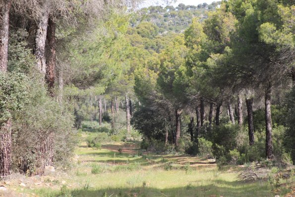 Paseando por Miguelturra-2015-04-19-fuente Concejalia de Deportes de Miguelturra-126