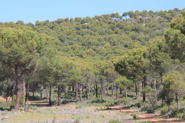 Paseando por Miguelturra-2015-04-19-fuente Concejalia de Deportes de Miguelturra-186