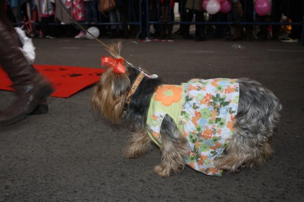 Concurso de mascotas Carnaval 2015 - Dejando Huella-fuente Area Comunicacion Municipal-31