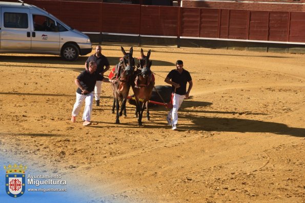 toros y vaquilla ferias 2024-Fuente imagen Area Comunicación Ayuntamiento de Miguelturra-190