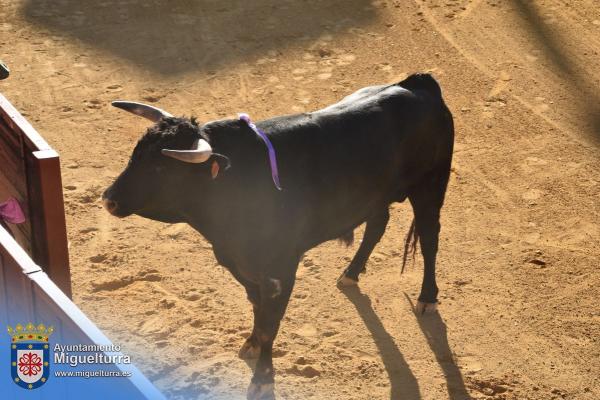 toros y vaquilla ferias 2024-Fuente imagen Area Comunicación Ayuntamiento de Miguelturra-199