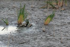 naturaleza y paisajes de Peralvillo