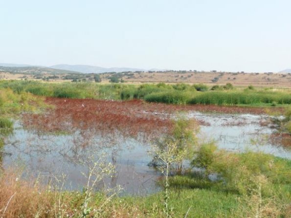 Imagenes de Peralbillo - 2007 y 2009- Fuente Estrella Rojas - 156